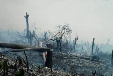Ecosistema del oriente cubano amenazado por desastre forestal